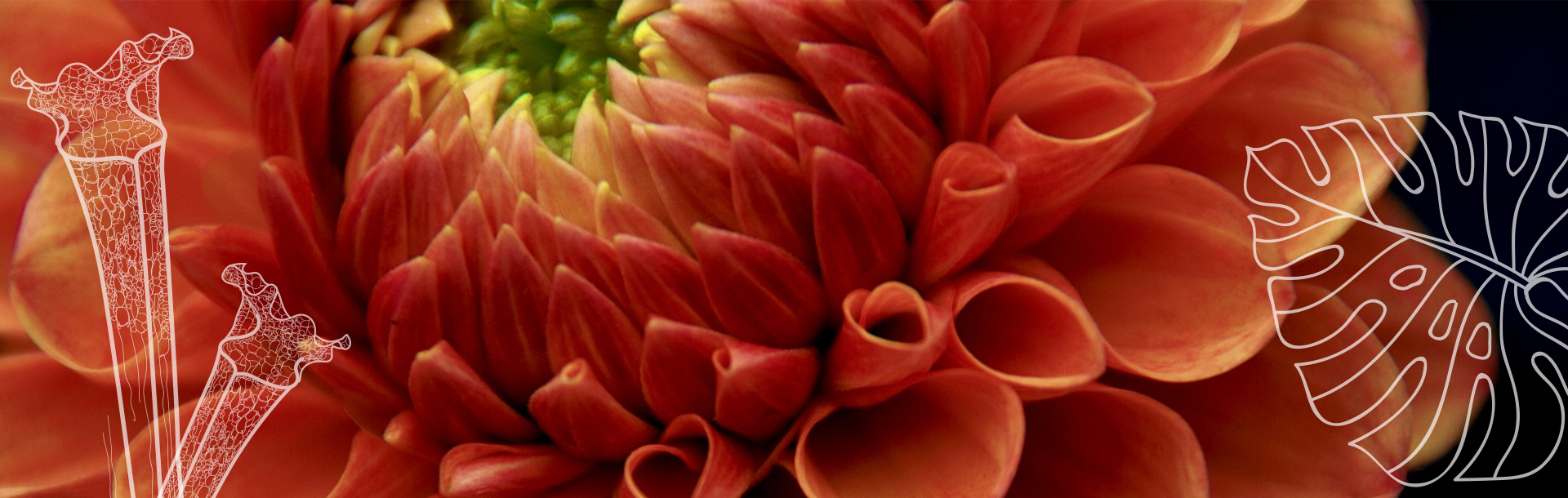 Close-up of vibrant flower petals showing rich color and delicate texture in detail.