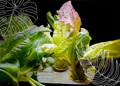 Close-up of vibrant plant leaves.