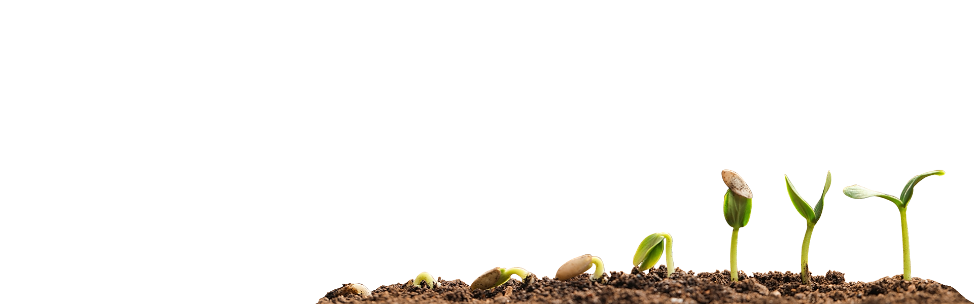 Fertilizzante Stimolante Per Fioritura Grotek Bud Fuel Pro (1 Litro): Formula Concentrata Per Aumentare E Migliorare Lo Sviluppo Dei Fiori Durante La Pre-fioritura E Fioritura. NPK 1-3-4. Per Piante Rigogliose.