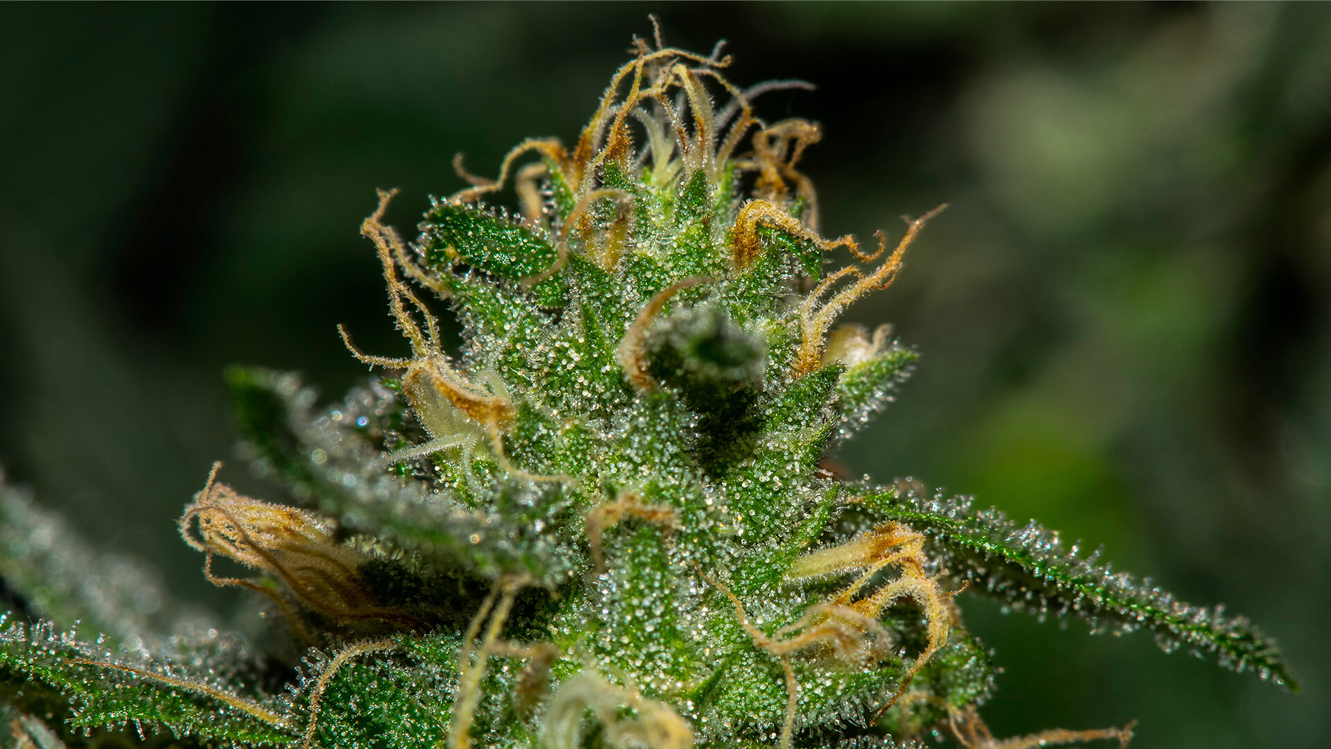Close-up of healthy cannabis plant with vibrant green leaves and detailed texture.