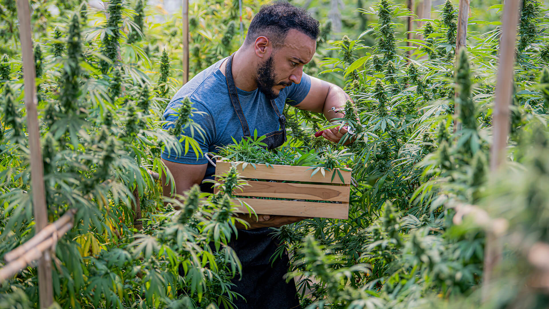 Grotek cannabis farmer