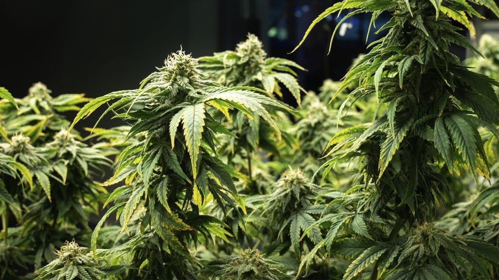 Detailed close-up of cannabis leaves emphasizing texture, structure, and healthy coloration.