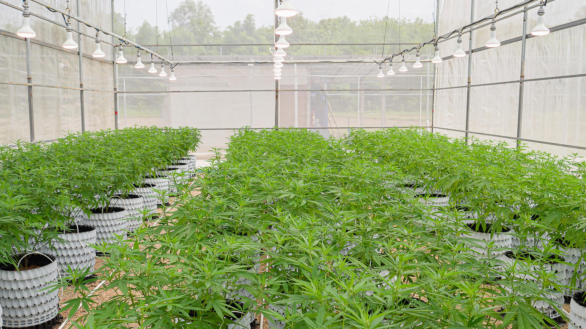 Grotek cannabis grow facility interior